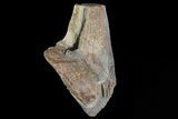 Unworn, Triceratops Tooth - South Dakota #81696-1